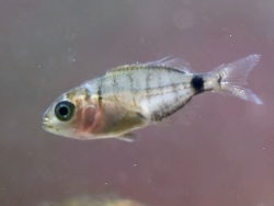 Diplodus sargus thumbnail