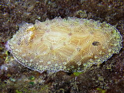 Halgerda jennyae thumbnail