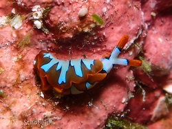 Thuridilla undula,Dafu Ting, Liuqiu Township, Pingtung County, Taiwan 929, 2021 (CC BY)