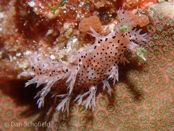 Tritonia sp.01 thumbnail