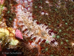 Tritonia sp.01 thumbnail