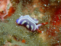 Thuridilla albopustulosa, Bitung, Bitung City, North Sulawesi, Indonesia 2020 (CC BY)