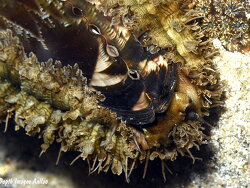 Haliotis asinina thumbnail