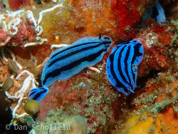 Phyllidiopsis annae thumbnail