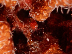 Periclimenes harringtoni,857 N W Point Rd, West Bay, Cayman Islands 2025 (CC BY)