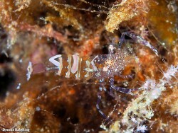 Periclimenes sagittifer thumbnail