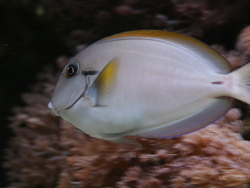 Nicricauda oder was?