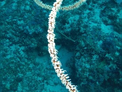 Cirrhipathes rumphii thumbnail