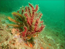 Astrogorgia sinensis thumbnail