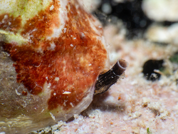 Vasula deltoidea thumbnail