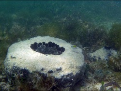 Spheciospongia vesparium thumbnail