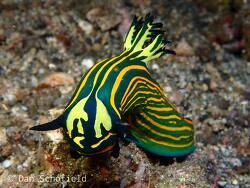 Tyrannodoris luteolineata thumbnail