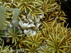 Phyllodesmium colemani thumbnail