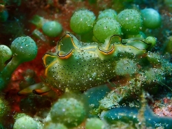 Elysia marginata thumbnail