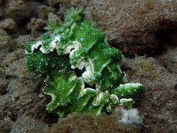 Miamira sinuata thumbnail