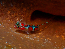 Tigrigobius dilepis,857 N W Point Rd, West Bay, Cayman Islands 2026 (CC BY)