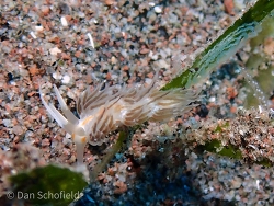 Cratena pilata thumbnail