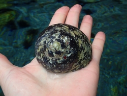 Cittarium pica thumbnail