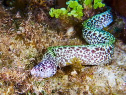 Spotted Moray Eel,Gymnothorax Moringa, Santa Rosa Shallows, Yucab & Tikila Night Dive 2026
