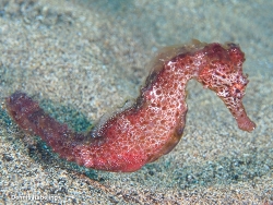 Hippocampus algiricus thumbnail