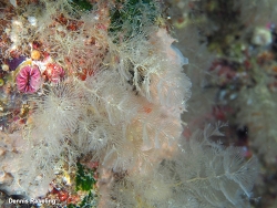 Crisularia plumosa thumbnail