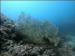 Eugorgia aurantiaca thumbnail