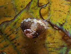 Agathistoma fasciatum,9HMM+576, Vixville Dr, West Bay, Cayman Islands 2026 (CC BY)