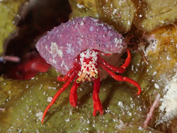 Paguristes cadenati,West Bay, Cayman Islands 2026 (CC BY)