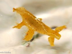 Scyllaea fulva thumbnail