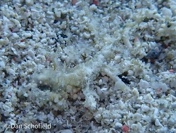 Melibe arianeae thumbnail