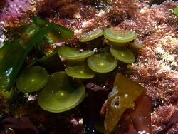 Himanthalia elongata thumbnail