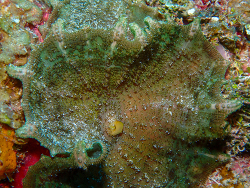 Discosoma neglecta thumbnail