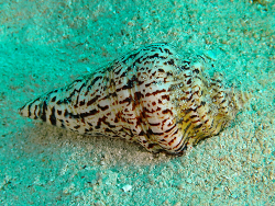 Harpago Chiragra, 8-10cm, Philippinen (c) Taucher23 in Was ist das eingestellt