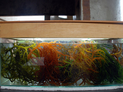 Kappaphycus alvarezii thumbnail