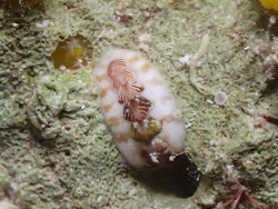 Americhiton zebra thumbnail