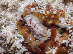 Ischnochiton erythronotus thumbnail