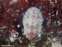 Ischnochiton erythronotus,Kralendijk, Caribbean Netherlands 2025