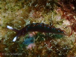 Thuridilla livida,Dafu Ting, Liuqiu Township, Pingtung County, Taiwan 929 2021 (CC BY)