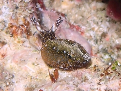 Thuridilla flavomaculata thumbnail