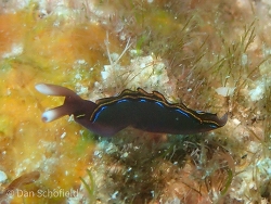 Thuridilla livida, Taiwan 2021 (CC BY)