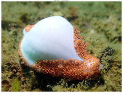 Ovula costellata,Boulouparis, Nouvelle-Calédonie 2026