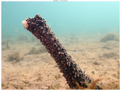 Holothuria (Acanthotrapeza) coluber thumbnail