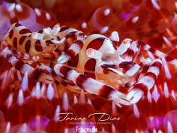 Periclimenes colemani thumbnail