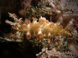 Marioniopsis elongoreticulata thumbnail