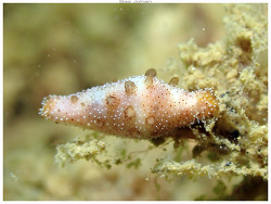 Crenavolva marmorata,Boulouparis, Nouvelle-Calédonie 2026