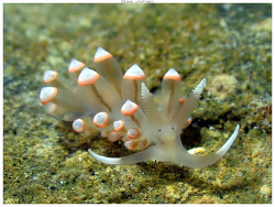 Pruvotfolia rhodopos,Anse Vata, Nouméa 98800, Nouvelle-Calédonie 2026