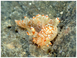 Bornella stellifera thumbnail