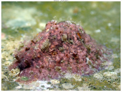 Dolabrifera dolabrifera,Anse Vata, Nouméa 98800, Nouvelle-Calédonie 2026