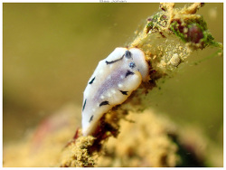 Dermatobranchus ornatus thumbnail