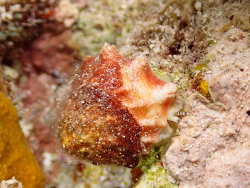 Lithopoma tectum thumbnail